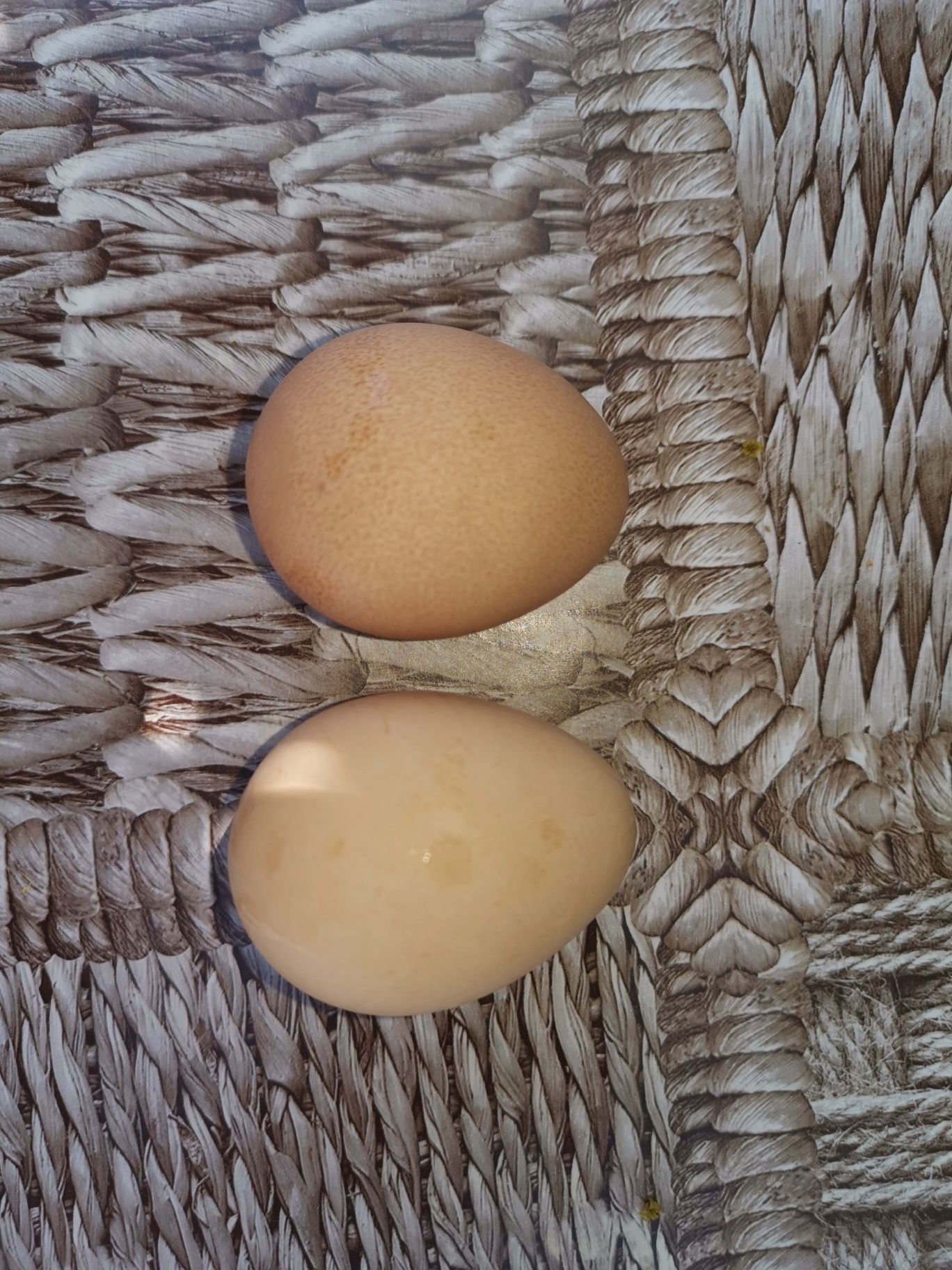 Familie bibilici