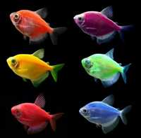 Рыбки аквариумные Тарнеция