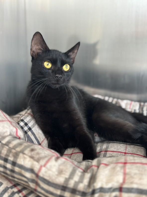 Adopție Luna pisicuțǎ sterilizatǎ 1 an