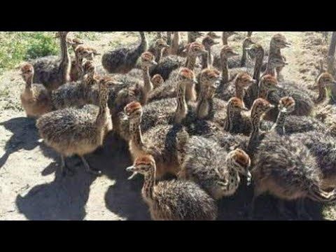 Страус,туякуш жужалари,острич,tuyaqush,straus,ostrich сотилади
