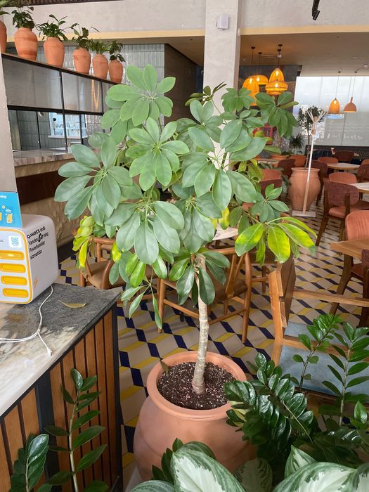 Продаются комнатные растения Замиокулькас, Аглаонема, Фикус, Шеффлера