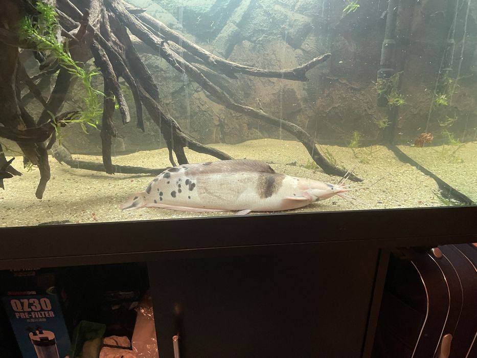 Decor acvariu lemn natural,  , clarius batrachus