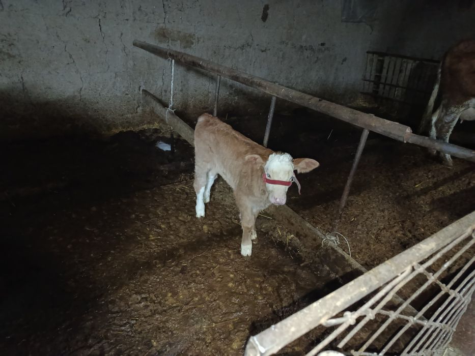 Сементал сигир сотилади