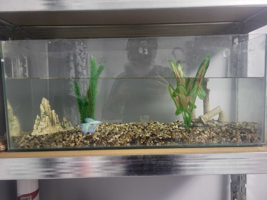 Acvariu pesti 30 de litri