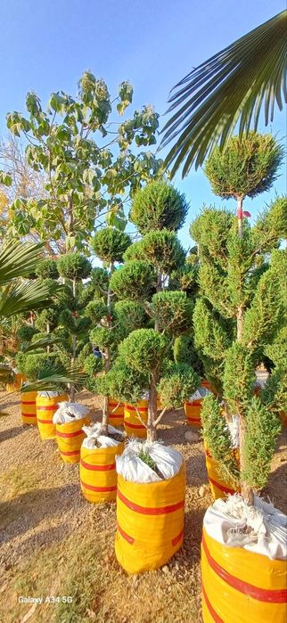 декоративный арчалар дарахтлар оптом нахрда  маржвеник спираль банзай