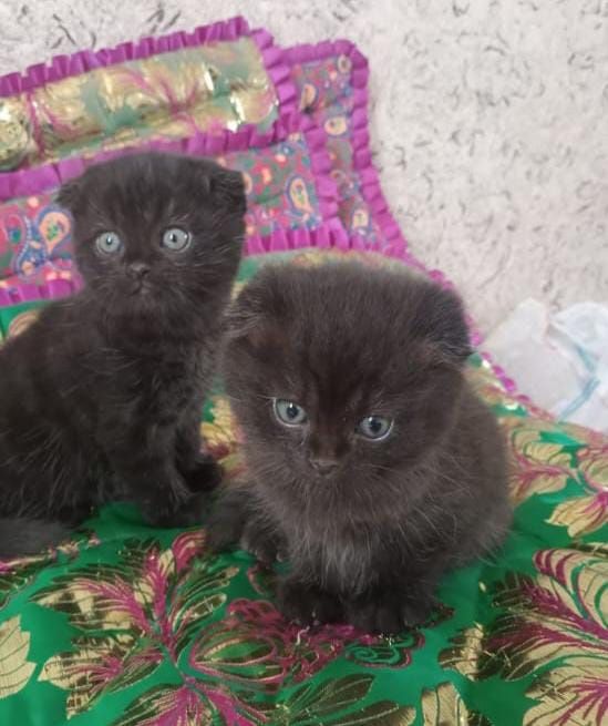 Кошки вислоухие породистые