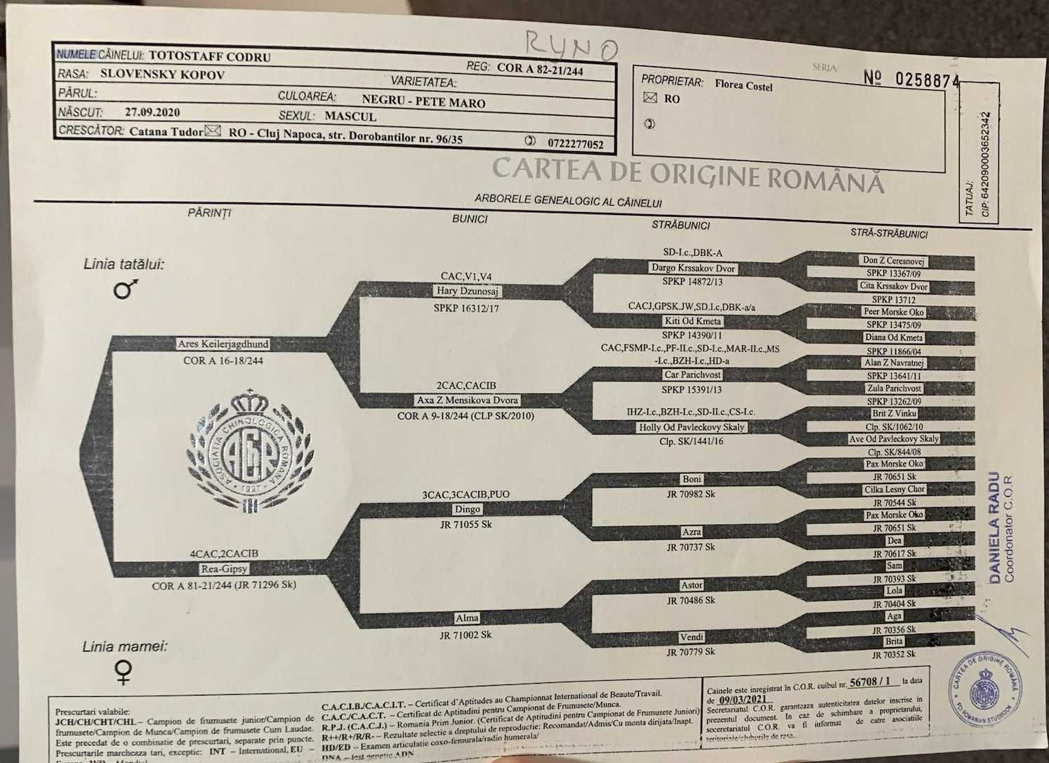 Vand Copoi Slovac de Vanatoare cu Pedigree, Caine vanatoare