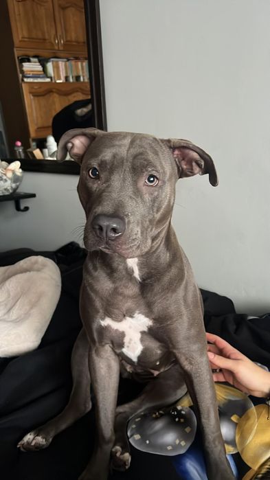 Donez Staffordshire American terrier