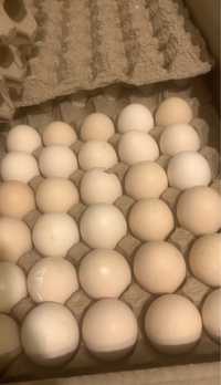 Инкубационные яйца бройлер РОСС -308