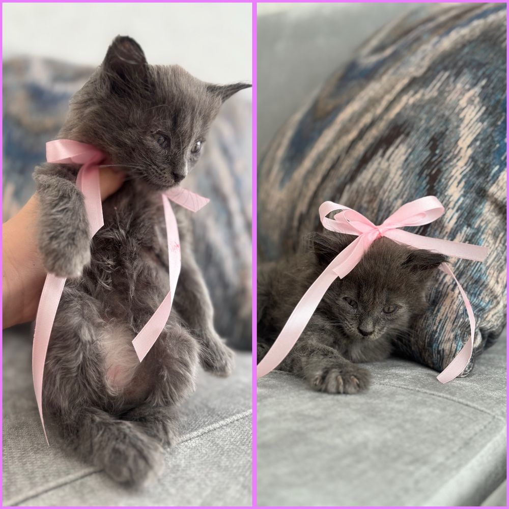 кошка девочка 2мес