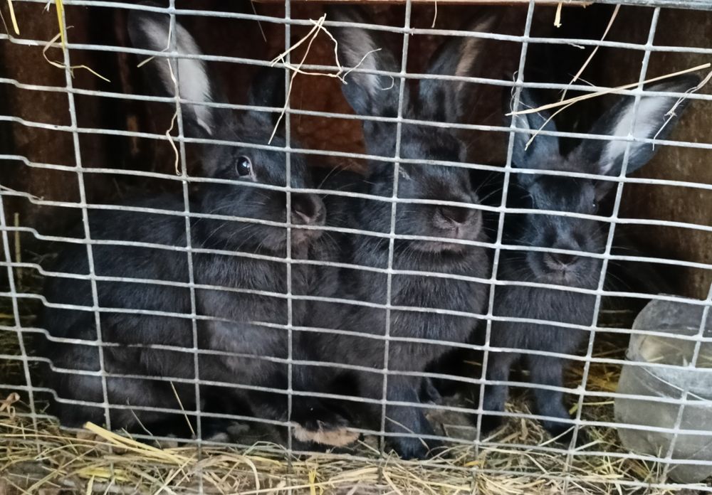 Iepuri de casă 1.5- 2 kg