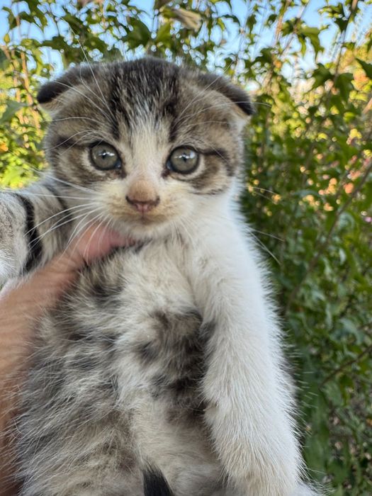 Котенок вислоухий