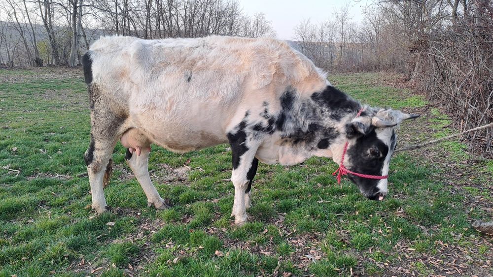 Vând vacă gestantă
