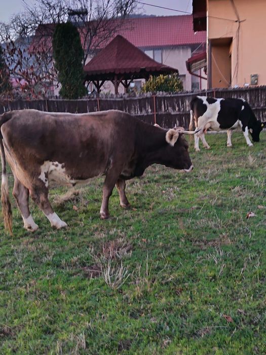 Vand vaca (la alegere)