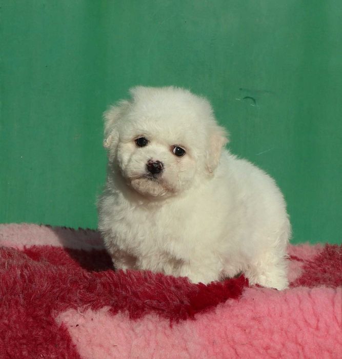 Bichon Frise deosebi cu pedigree FCI