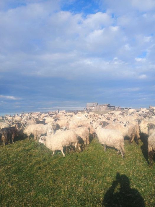 Vànd oi de sacrificat și de ținut,prețul negociabil