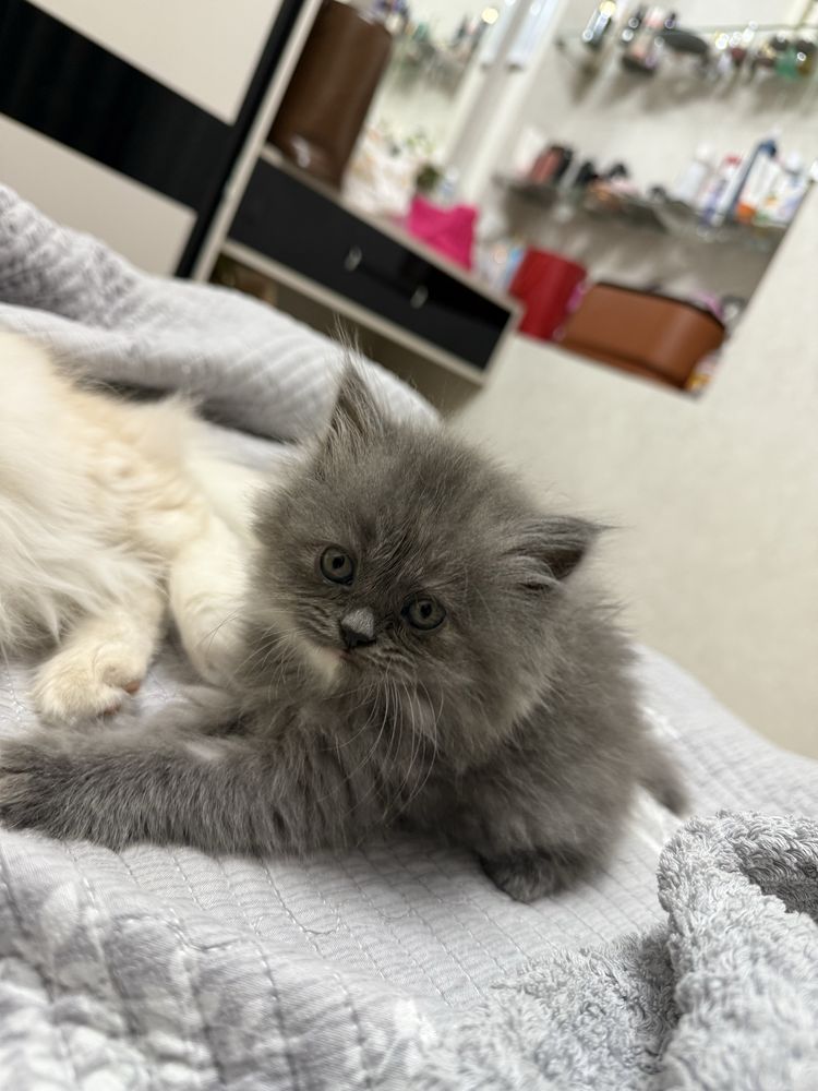Котята 2мес сибирской породы