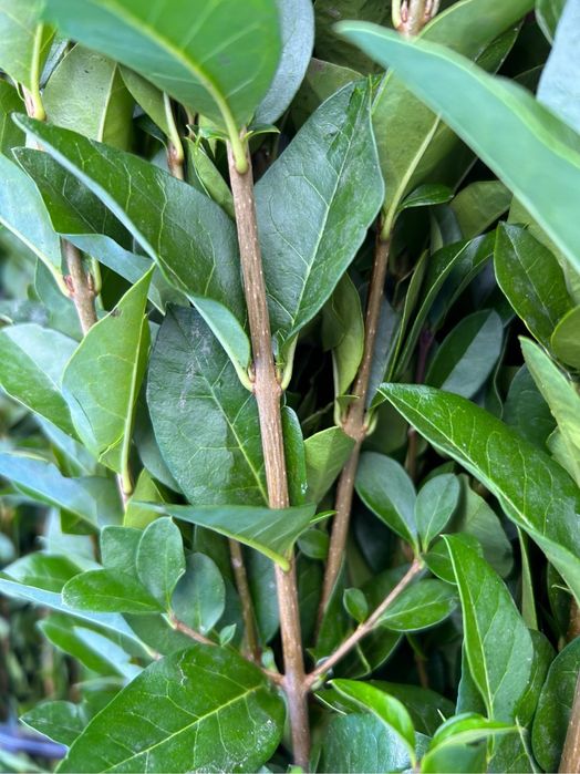 Gard viu - Lemn câinesc - Ligustrum Ovalifolium