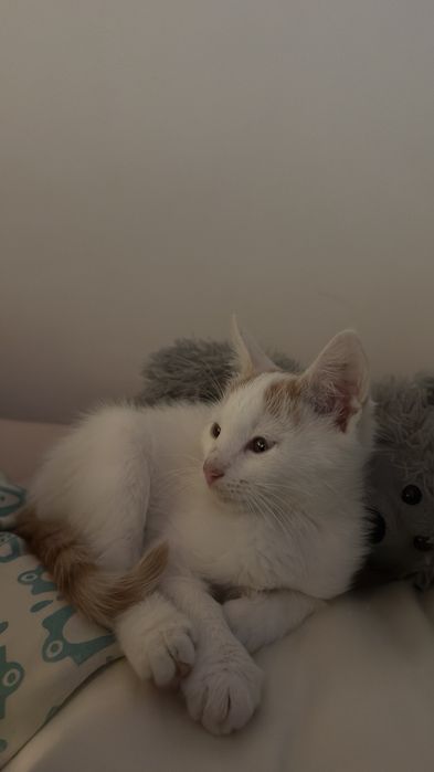 Котенца малки подарявам две женски и едно мъжко.