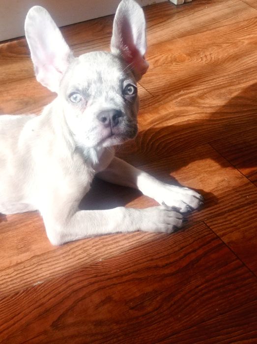 Щенок французского бульдога