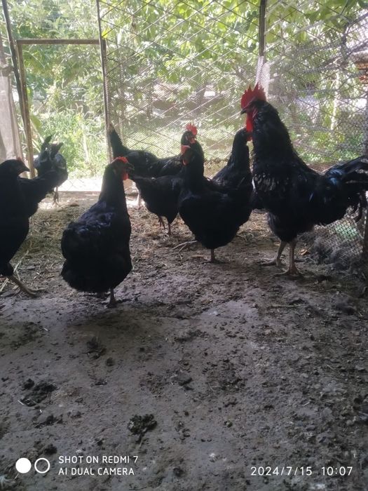 Кора Шахзода тухумлари сотилади.