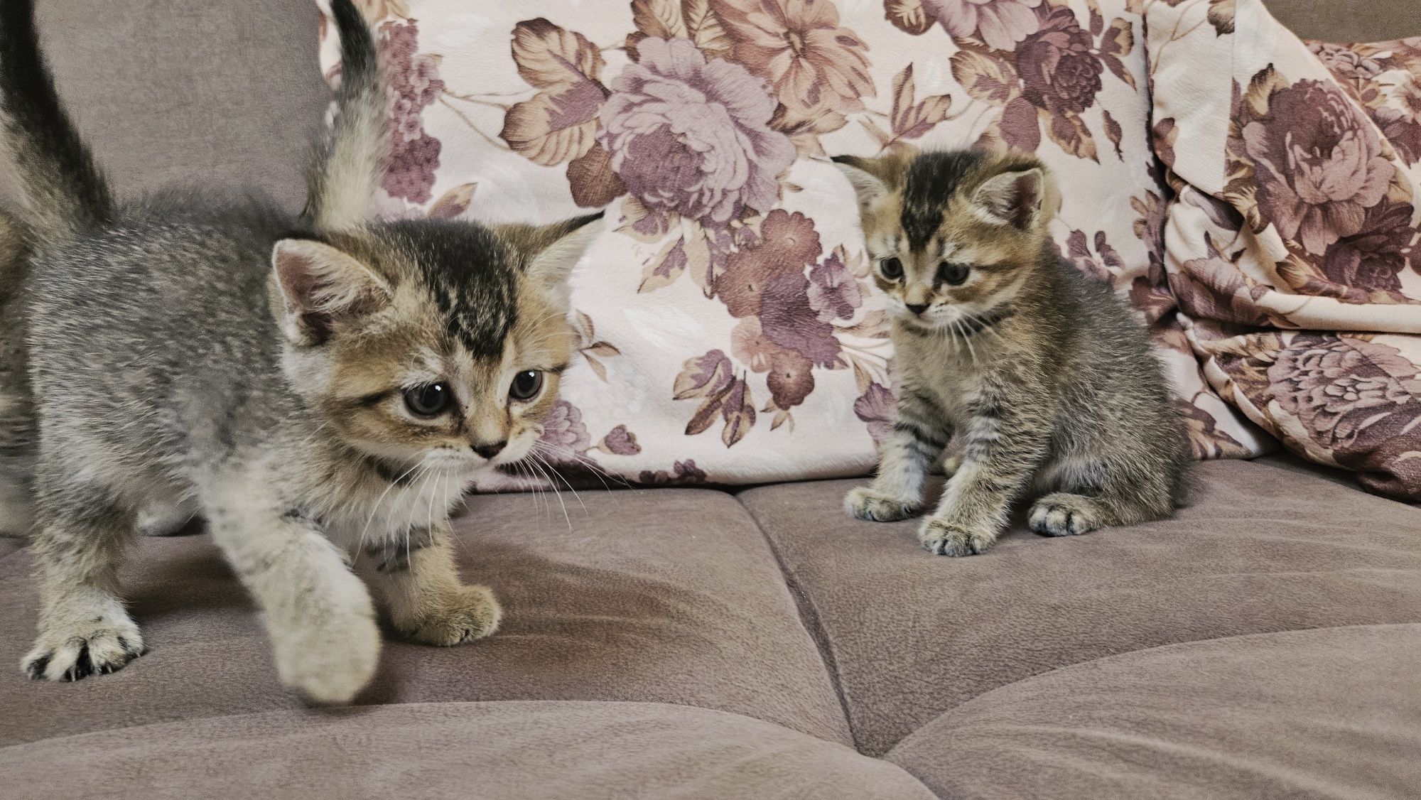 Продаются котята
