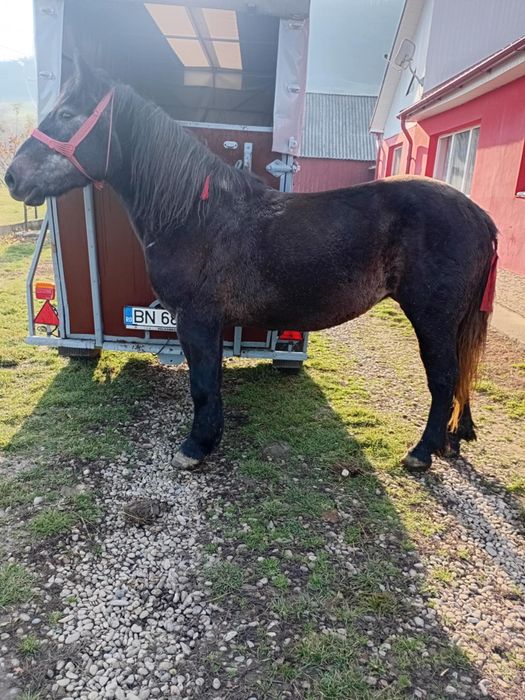 Vând mânză în vârstă de 3 ani