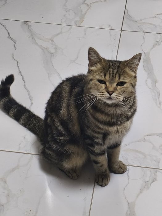 Отдам кошку в добрые руки