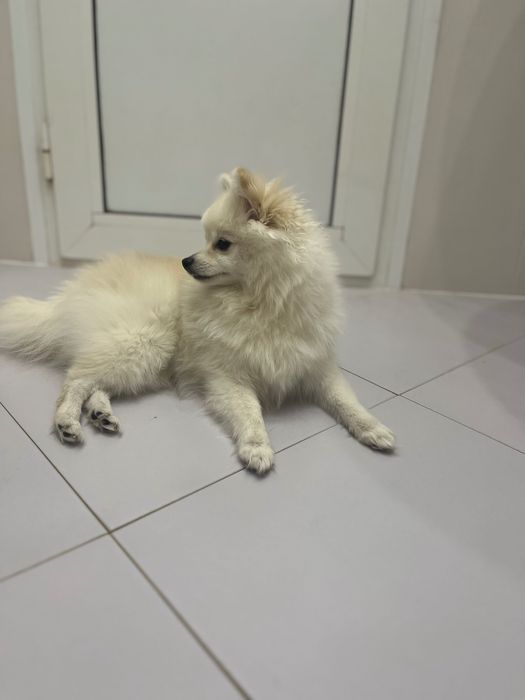 Шпицов Бял Померан