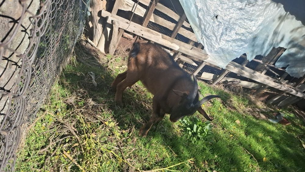 Vând țap alpin francez