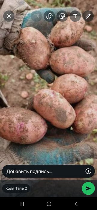 Продам картофель домашний