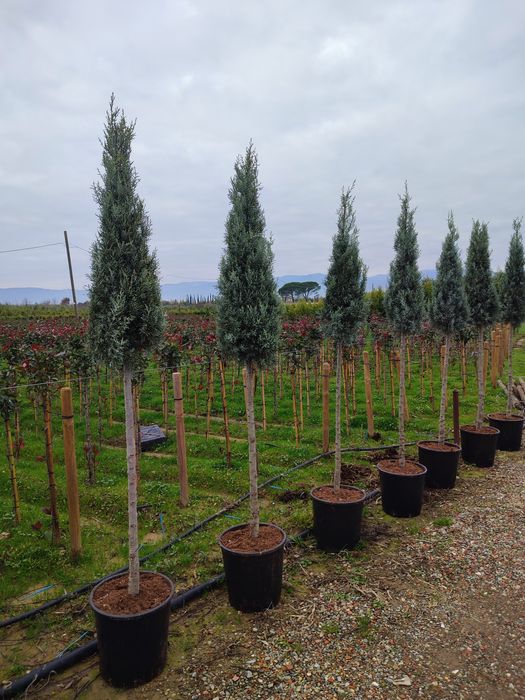 Camelia Japonica,cedru, leylandi