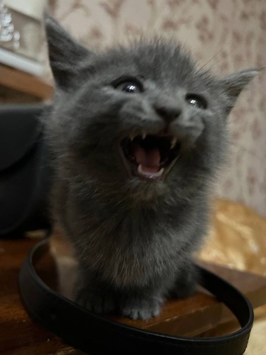 Мушуклар сотилади