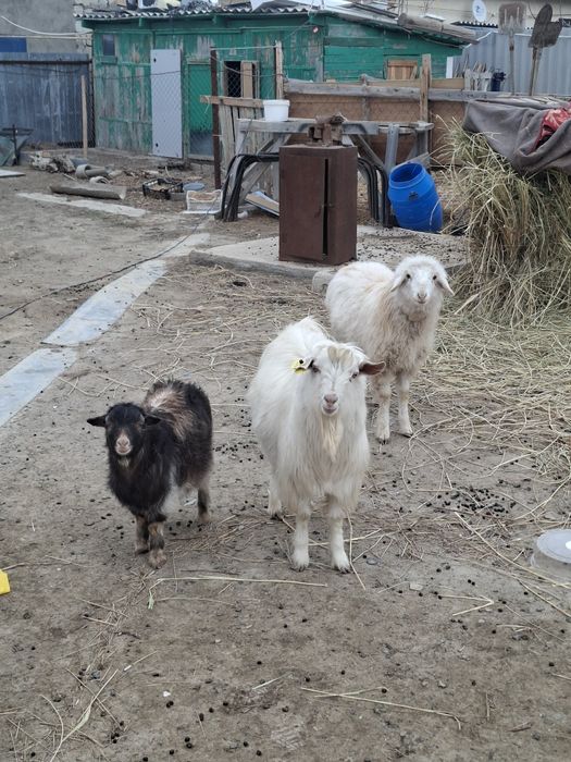 Продам белого козла кострат