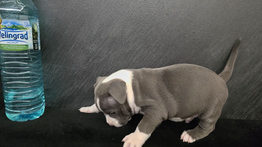 Американско покет були / American pocket bully