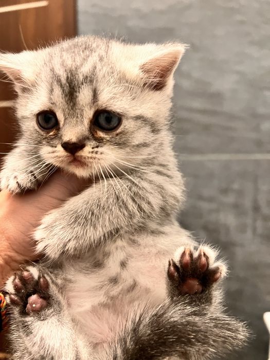 Pisica British silver tabby