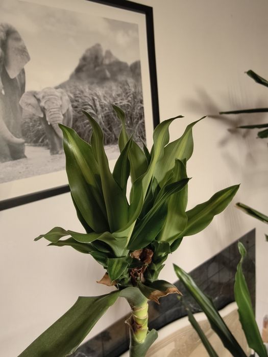 Комнатное растение драцена