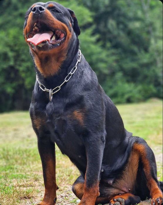 Ротвайлери с родословие