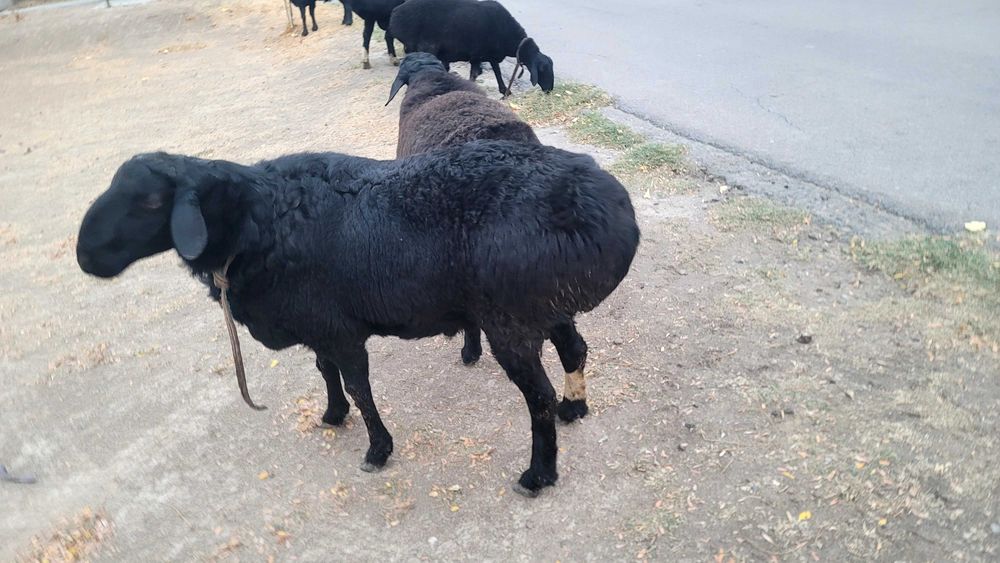 Qo'ylar sotiladi      продаётся домашние бараны