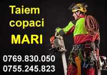TAIEM ARBORI MARI cu alpinisti utilitari