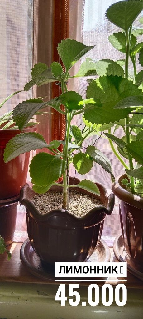 Продам разного вида цветы