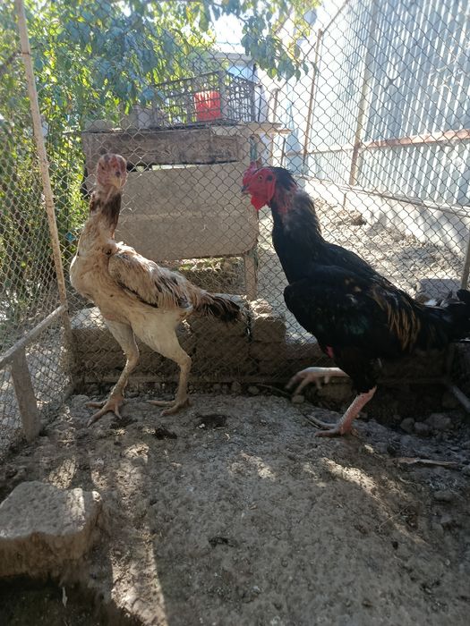 Kulangi Xuruz va Mokiyon