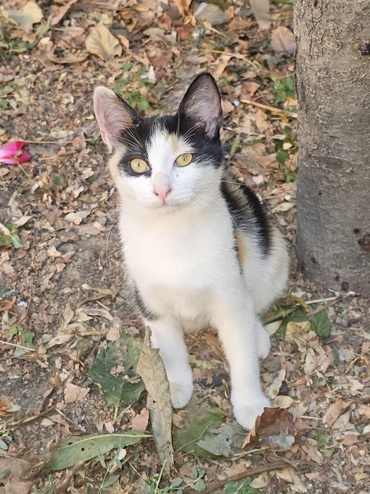 Donez urgent patru pisoiași rămași fără mama