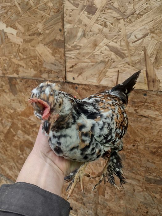 Perechi de găini pitice (pui)