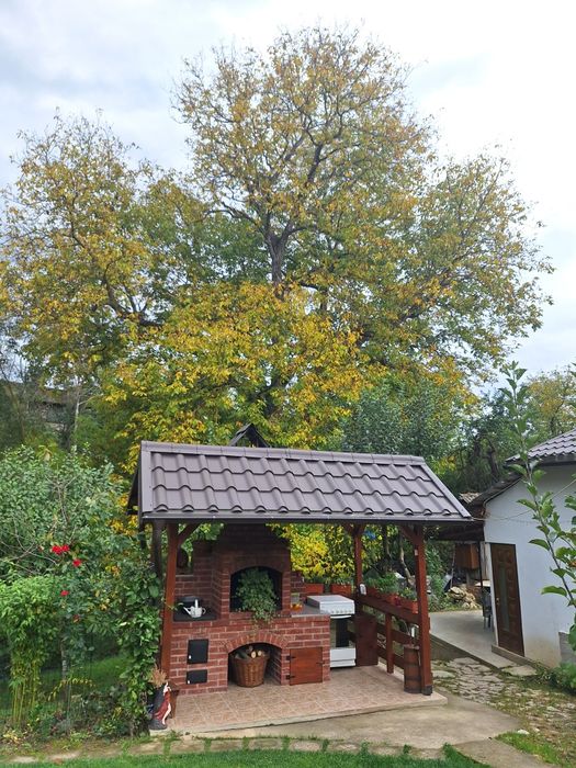 Vând  nuc pentru valorificate