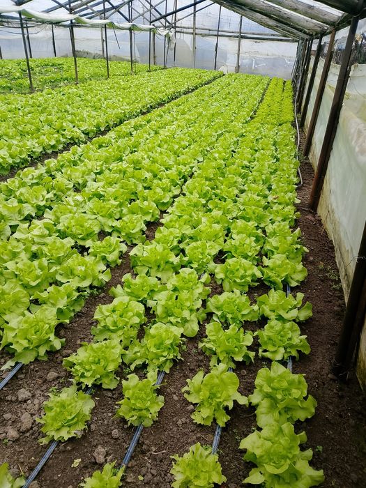 De vânzare salata Touareg