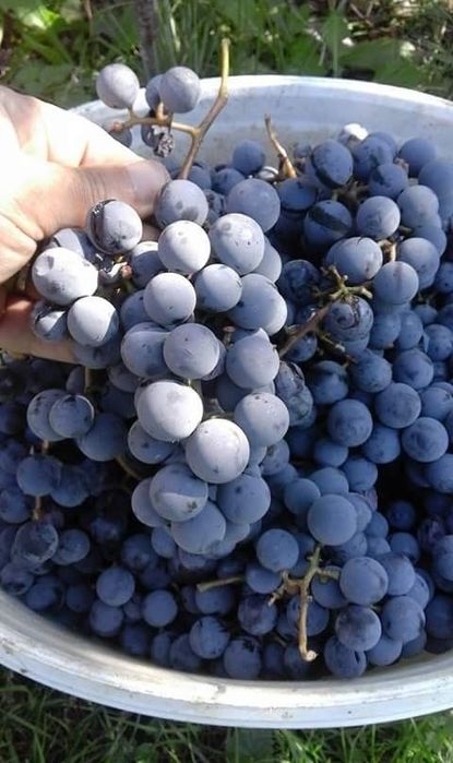 Arbuști Fructiferi (Afin )