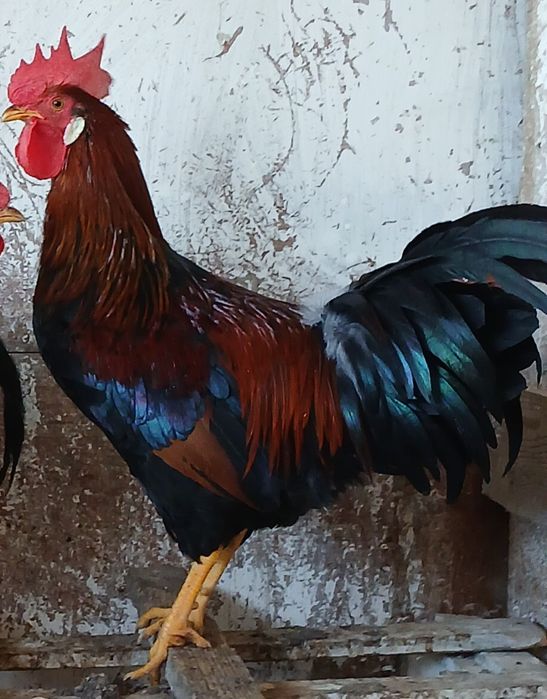 Gaini italiene potarnichii