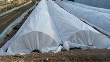 Агроволокно томорқа,очиқ дала,теплица.Кўп йилик.Российский. оптом нарх