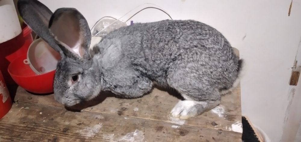 Vând masculi și fem  U .G